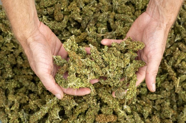 Ponad 11 kg suszu marihuany nie trafiło na czarny rynek