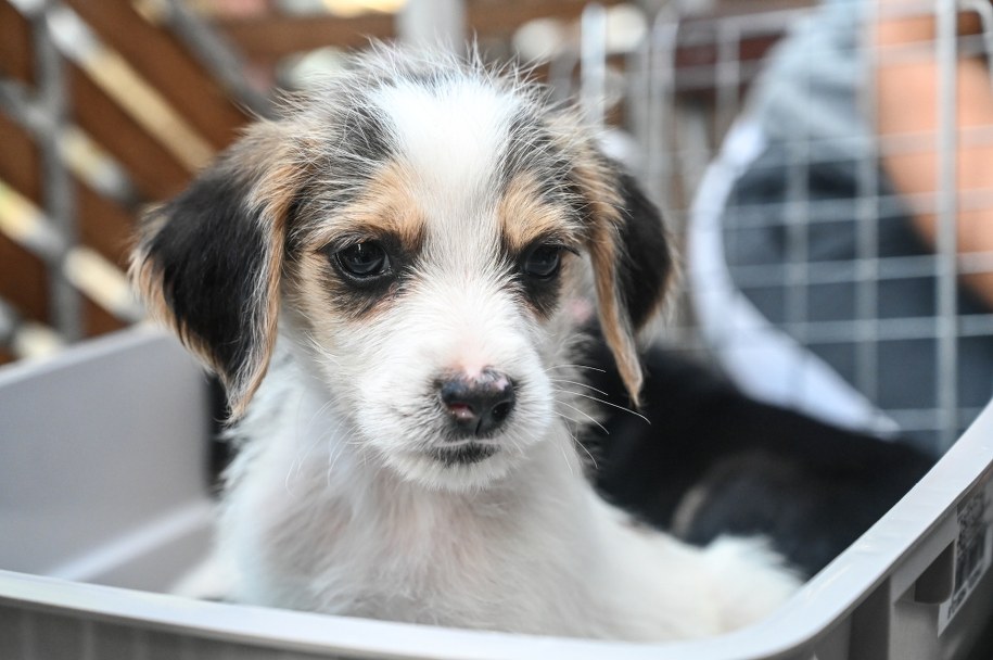 Ważna informacja dla właścicieli psów i kotów: W Lublinie rusza bezpłatna sterylizacja