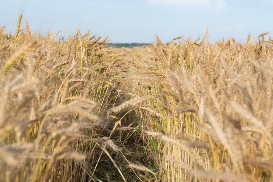 Deszczowa pogoda opóźnia żniwa. "Rolnicy czekają, to odbija się na cenie"