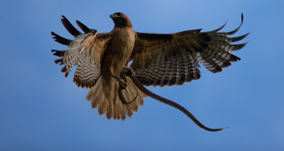 Walka wręcz z jastrzębiem i wężem. Pech kobiety z Teksasu