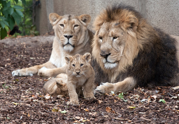 ​Gdańskie zoo świętuje Międzynarodowy Dzień Lwa
