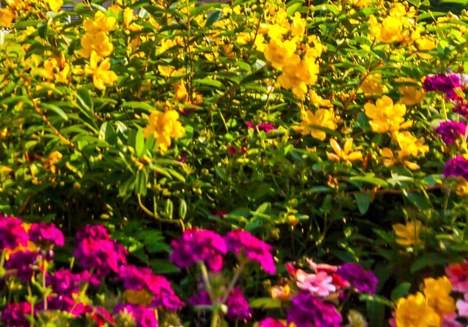 Ogród Krakowianek upamiętni nadanie kobietom praw wyborczych