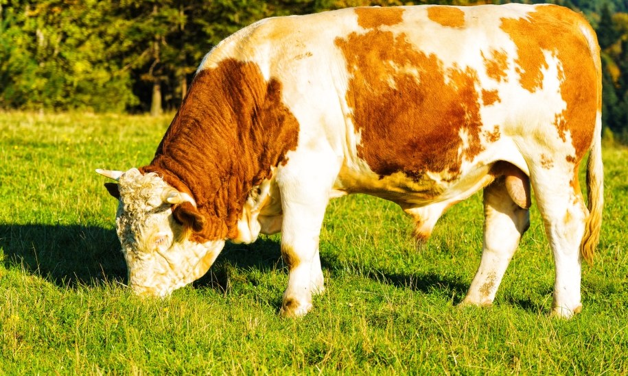 Ucieczka byka. Apel o zachowanie ostrożności. "Należy się wycofać"