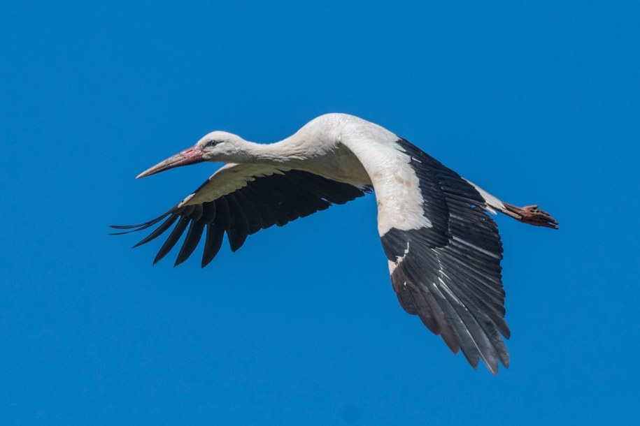 Młode bociany odlatują wcześniej do ciepłych krajów. Zaskakujące obserwacje naukowców