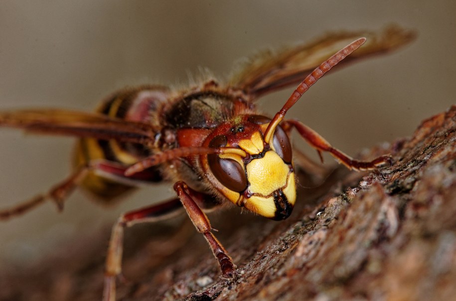 Nie żyje 53-latek użądlony przez szerszenie. Próbował sam usunąć gniazdo owadów