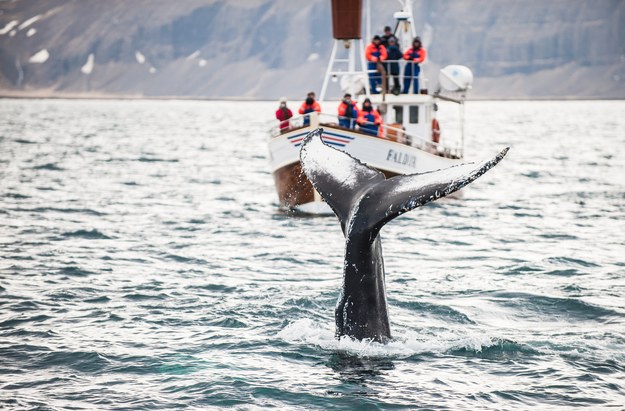 Harpun z granatem. Islandia wznawia rzeź wielorybów