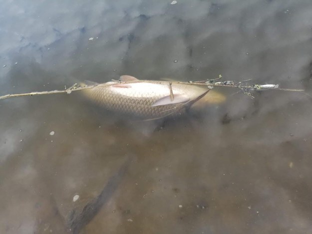 Śnięte ryby w zalewie Muchawka na Mazowszu
