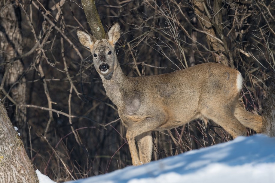 ​Zwierzęta w Tatrach śmiało zaczepiają turystów. TPN radzi, jak reagować
