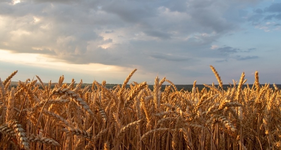 Ukraina nie będzie decydować o eksporcie zboża? Tak twierdzi KE