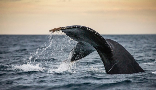 Wieloryb przewrócił łódź u wybrzeży Sydney, zginął mężczyzna