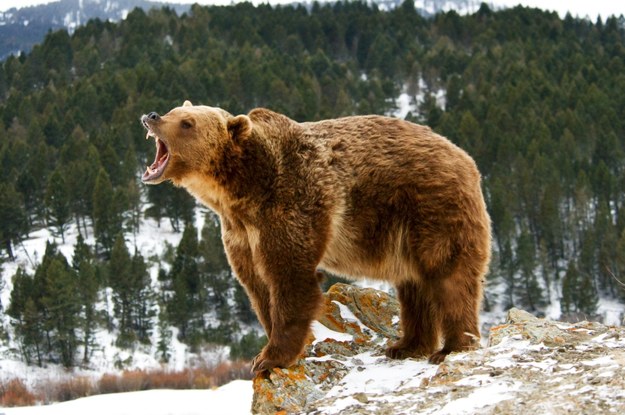 Niedźwiedź zabił dwoje turystów w Kanadzie. Agresywne zwierzę zostało zastrzelone