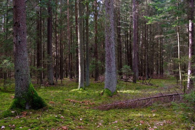 Makabra pod Częstochową: Spacerowicz znalazł w lesie ludzkie szczątki