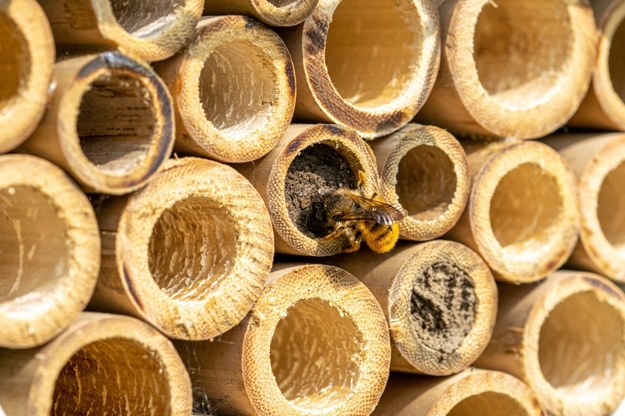 Nowe domki dla pszczół przy sandomierskich placówkach oświatowych