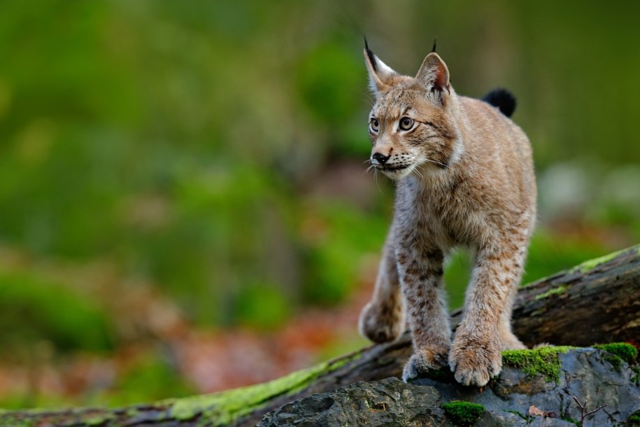Ryś Rejent spacerował ulicami Łodzi. Nie zbliżajcie się
