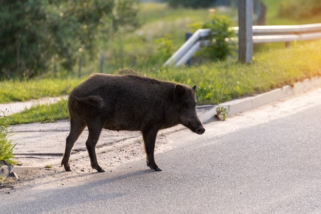 W Krakowie żyje ponad tysiąc dzików. Nie wolno ich dokarmiać