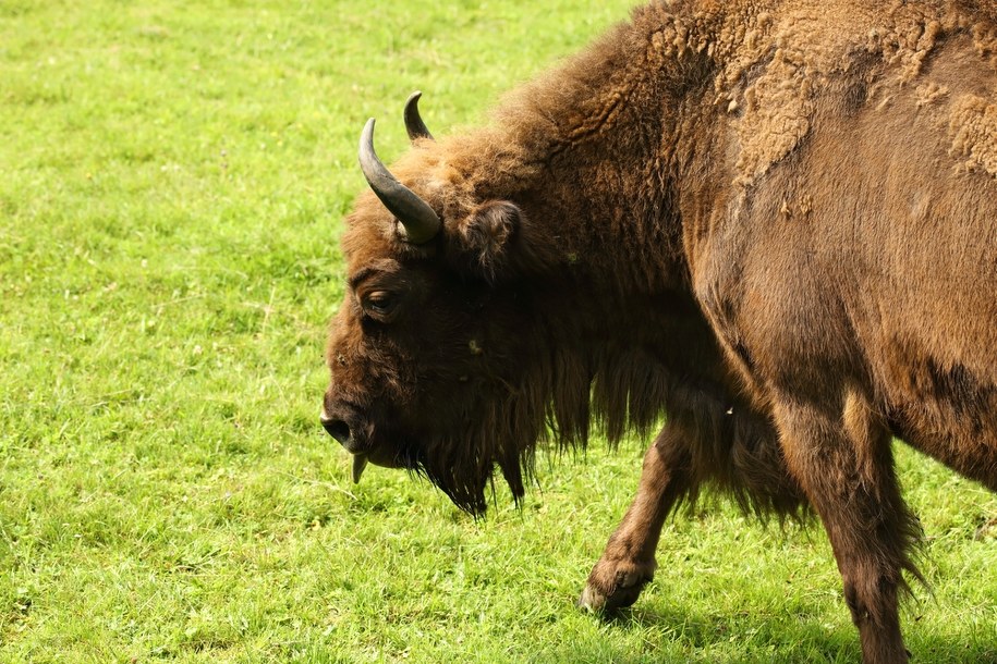 Wojskowa ciężarówka potrąciła żubra na Podlasiu. Zwierzę nie żyje