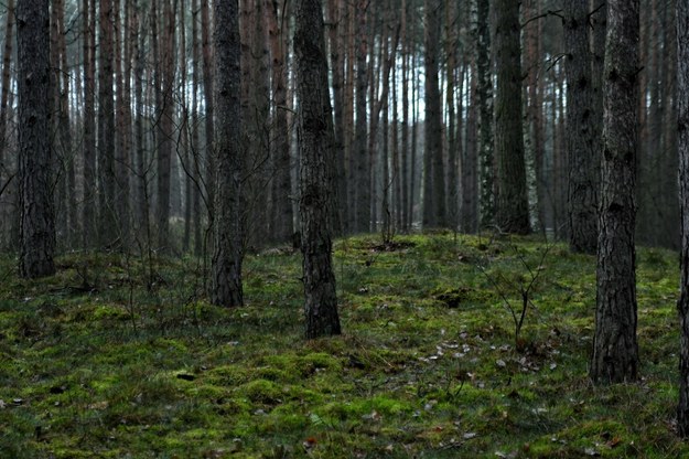 Droga przetnie las? Zielone światło od radnych Katowic