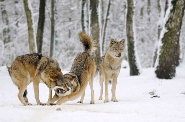 Rośnie populacja wilków na Podkarpaciu. Coraz więcej szkód w hodowli owiec