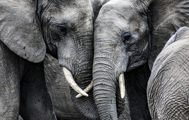 Ponad 1600 słoni zabito tylko w tym roku. Przechwycono 11 ton kości