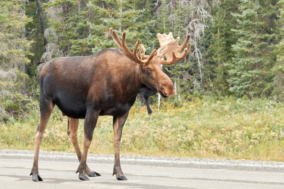 Lubelskie: Zderzenie samochodu z łosiem. Dwie osoby ranne