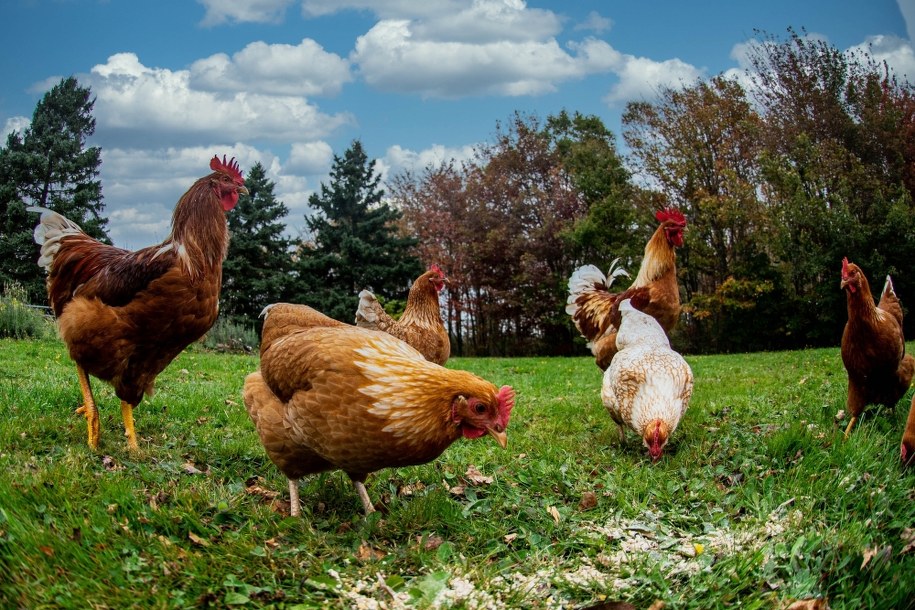 Ukradł sąsiadce 10 kur i ukrył we własnym kurniku