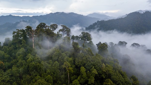 Zaginiona dolina w Amazonii. W dżungli odkryto miasta sprzed ponad 2 tys. lat