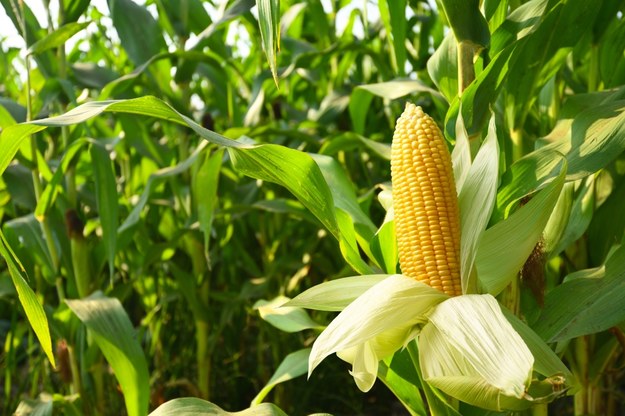 Zielone światło od KE na wsparcie producentów kukurydzy. Chodzi o miliard złotych