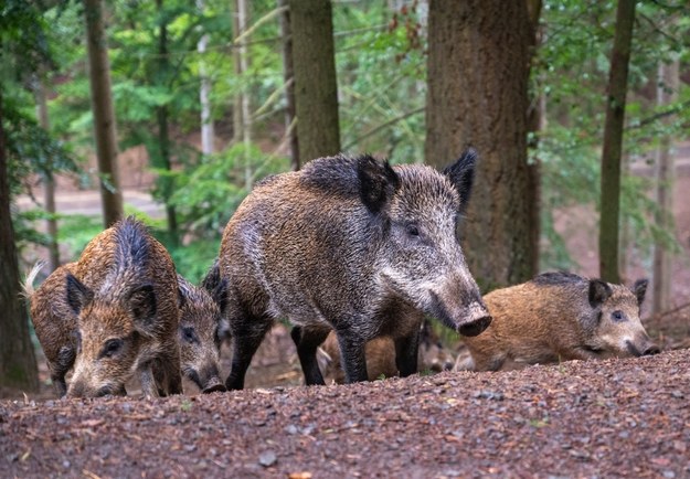 Dziki problem albo "podrzucanie świni". Radni w Krakowie przyjęli rezolucję