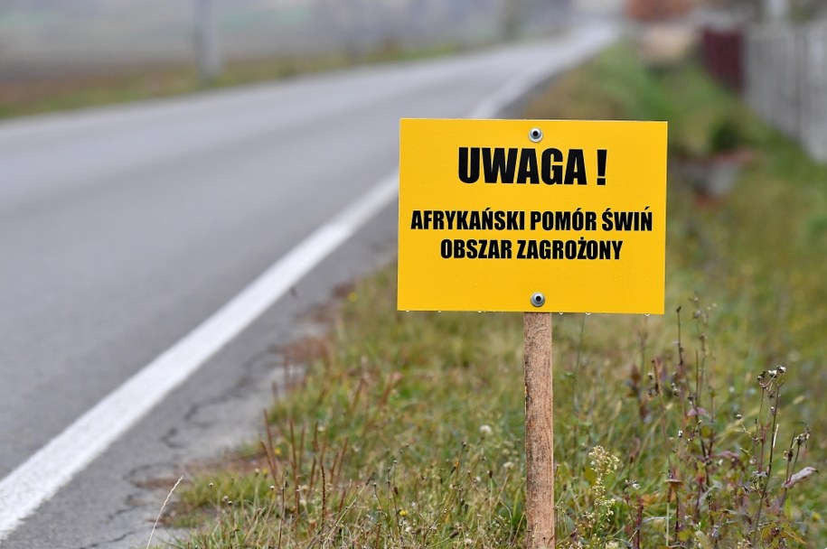 Ogniska afrykańskiego pomoru świń na Mazowszu