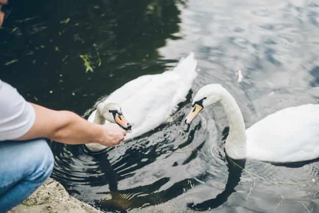Łabędzie w brytyjskich parkach zaczynają przypominać pelikany
