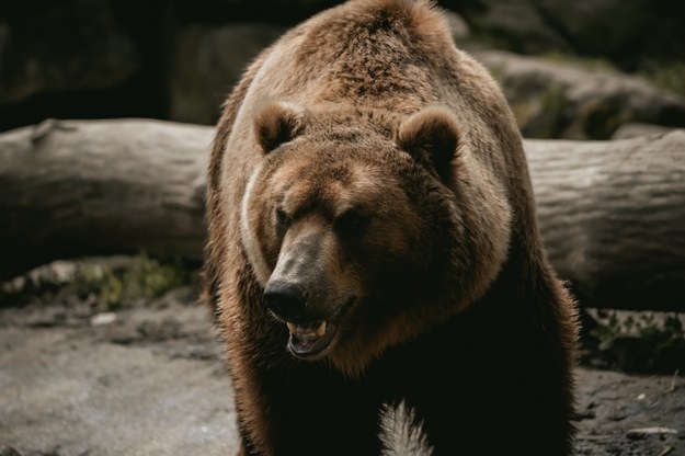 Tragiczny finał spotkania z niedźwiedziem w Tatrach. Nie żyje 31-latka