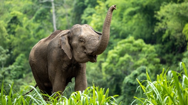 RPA: Słoń podniósł kłami samochód pełen turystów [NAGRANIE]