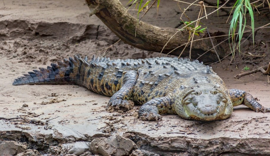 Nagle na drodze pojawił się krokodyl. W wypadku zginęły trzy osoby