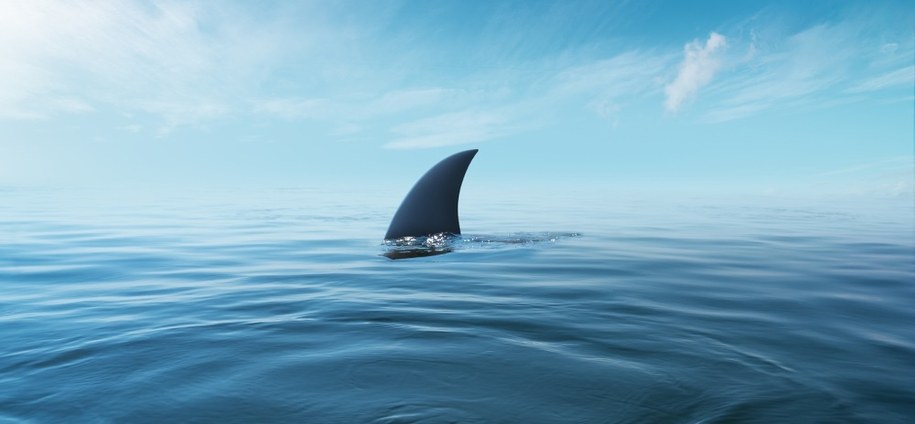 Turysta zaatakowany przez rekina zaledwie 10 metrów od brzegu