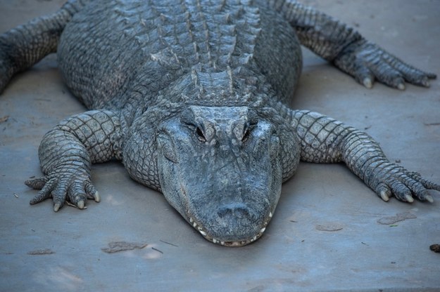 Martwy aligator na drodze. Nietypowa sytuacja w Luizjanie