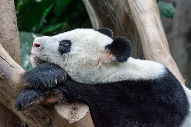 W zoo brakowało pand. Przebrali za nie psy