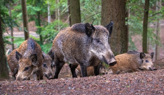 80 dzików będzie odławianych i uśmiercanych w Gdyni. Chodzi o ASF