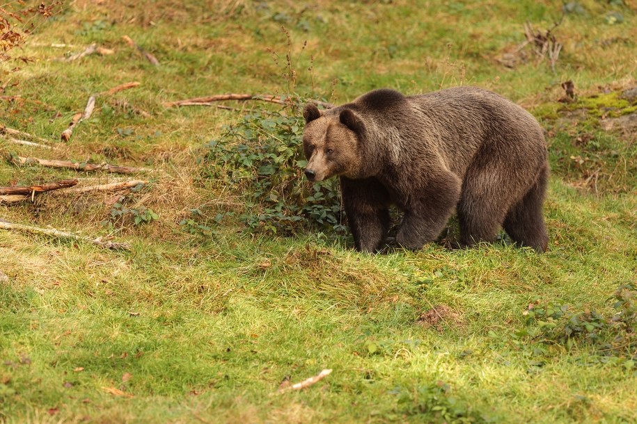 Niedźwiedź na ulicach Jordanowa. Władze apelują o ostrożność