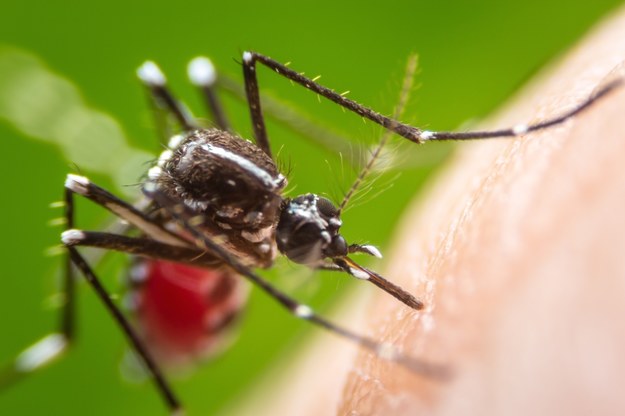 Naukowcy wyhodowali komary GMO
