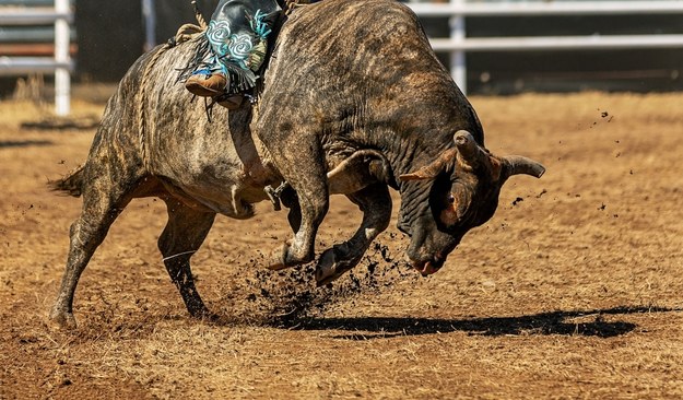 Chwile grozy na rodeo! Byk w amoku taranuje widzów [FILM]