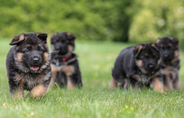 50 euro miesięcznie za psa. Władze Prisztiny zachęcają do adopcji