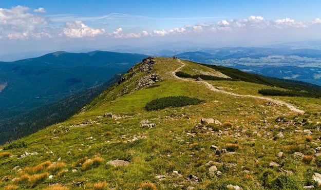 Tych roślin nie ma nigdzie na świecie. Botaniczna sensacja na Babiej Górze