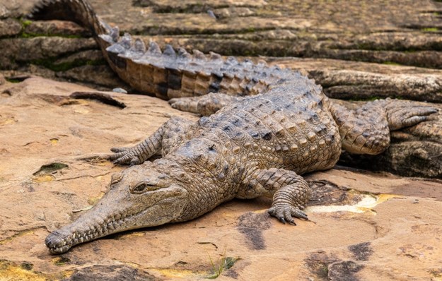 Krokodyl zabił 12-latkę. Tragiczny finał 36-godzinnych poszukiwań