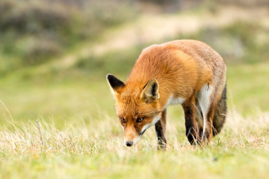​Lisy pogryzły turystów w Bieszczadach. Władze parku ostrzegają