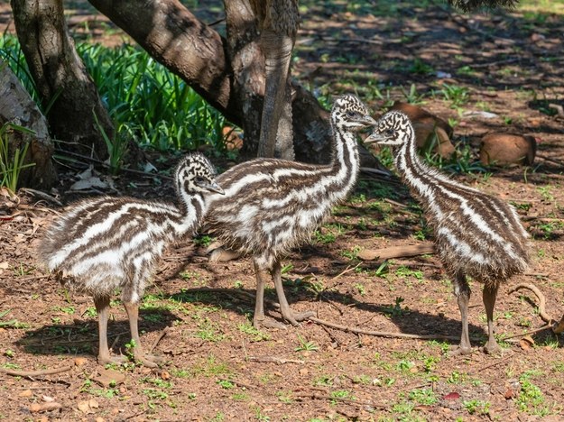 Trzy małe emu zamieszkają w poznańskim zoo