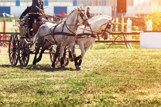 "Złoty bat sołtysa" i furmańskie złoto. Przygoda w stylu country na Podkarpaciu