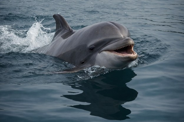 Zabłąkany delfin pływa po Tamizie w Londynie [FILM]