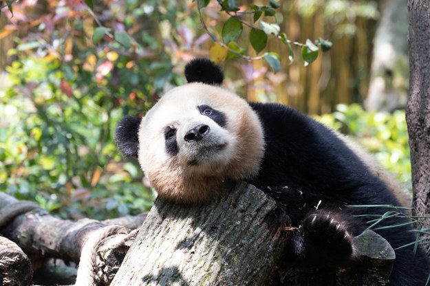 Najstarsza panda zadebiutowała w roli mamy. Urodziła bliźniaki