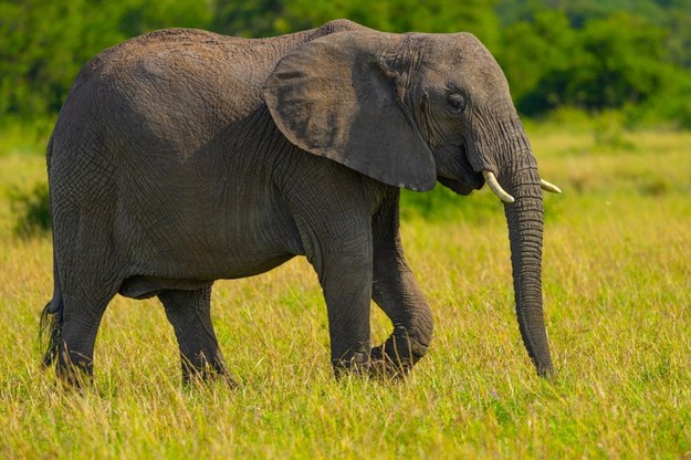 "Historyczne wydarzenie". Ostatni słoń z zoo w RPA odzyskał wolność