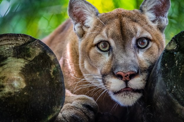 Tragedia na Słowacji. Puma zabiła właściciela zoo